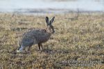 Pilkasis kiškis (Lepus europaeus)